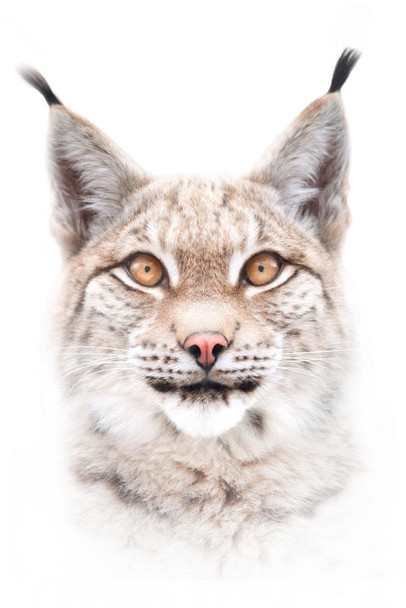 European Lynx Face Portrait Closeup Exotic Big Cat Wild Animal Photo Cool Wall Decor Art Print Poster 24x36