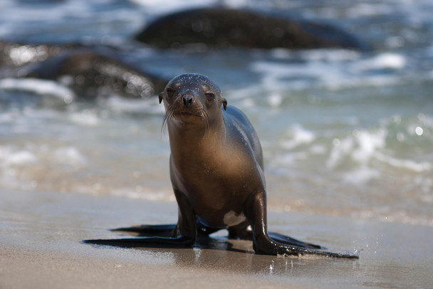 Baby Sea Lion on Beach La Jolla California Photo Sea Lion Posters of Wild Animals Sea Lion Print Pictures of the Sea Baby Sea Lion Wall Decor Kids Room Decor Cool Wall Decor Art Print Poster 18x12