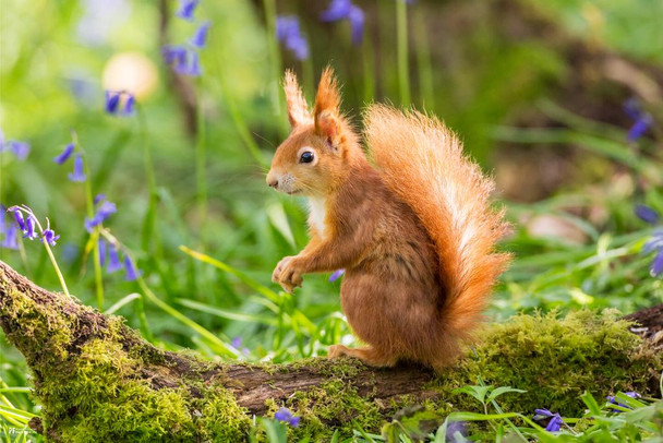 Red Squirrel Cute Animal Kids Room Decor Home Decor Woodland Nursery Decor Cute Baby Animals Squirrel Pictures Nature Photography Critter Cool Wall Decor Art Print Poster 24x36