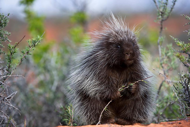 Porcupine Cute Funny Kids Room Decor Home Decor Woodland Nursery Decor Cute Baby Animal Pictures Nature Photography Critter Thick Paper Sign Print Picture 8x12