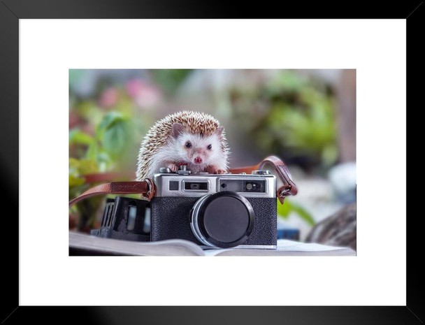 Hedgehog With Camera Cute Funny Kids Room Decor Home Decor Woodland Nursery Decor Cute Baby Animal Pictures Nature Photography Critter Matted Framed Wall Decor Art Print 20x26