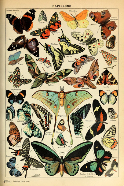 Monarch Butterfly Room Decor Colorful Papillons Chart Bookplate Retro Botanical Nature Animal Vintage Aesthetic Science Education Dorm Bedroom Cool Wall Decor Art Print Poster 12x18