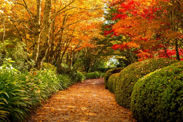 Colorful Autumn Leaves Sydney Australia Tree Forest Fall Cool Wall Art Print Poster 18x12