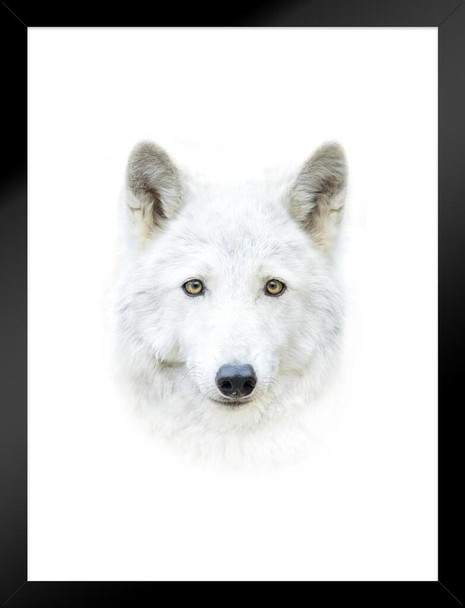 White Arctic Polar Wolf Face Portrait Closeup Exotic Cat Wild Animal Photo Photograph Nature Wolves Matted Framed Wall Decor Art Print 20x26