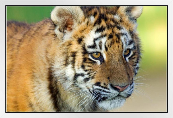 Tiger Cub Close Up Photo Photograph Tiger Art Print Tiger Pictures Wall Decor Tiger Stripe Print Jungle Animal Art Print Tiger Whiskers Decor Pictures of Tigers White Wood Framed Poster 20x14
