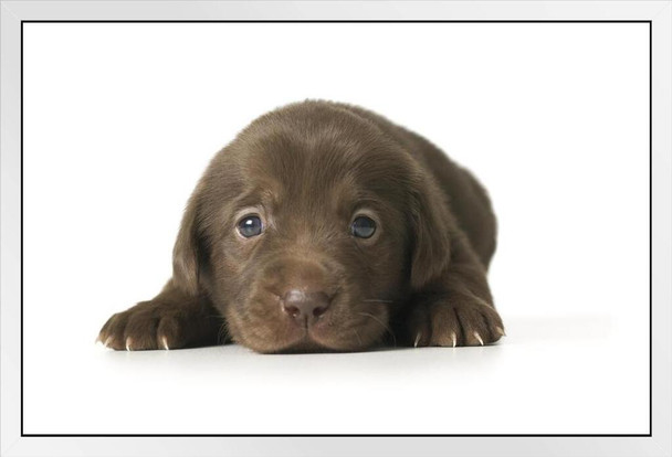 Close Up Adorable Brown Labrador Retriever Puppy Lying Down Dog Face Portrait Animal Photo Photograph White Wood Framed Poster 20x14