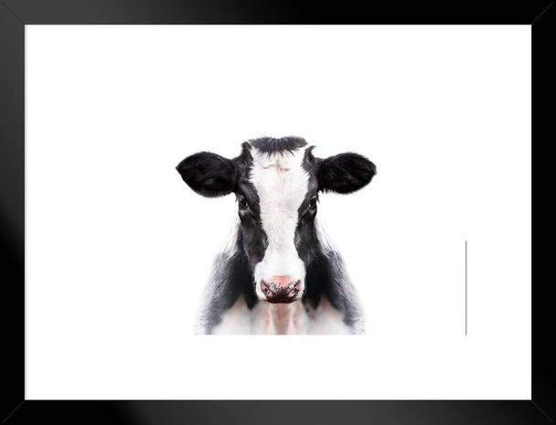 Calf Cow Face Portrait Farm Animal Closeup Black White Cute Photo Matted Framed Wall Decor Art Print 20x26