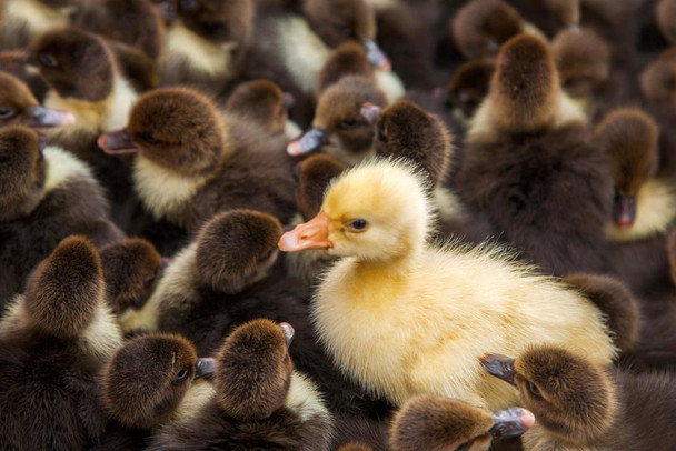 Cute Yellow Duck In Crowd of Brown Ducks Photograph Pictures Of Ducks Pictures Of Cute Duck Decor Duck Wall Art Cool Duck Art Print Duck Beaks Rubber Duck Art Cool Wall Decor Art Print Poster 24x16