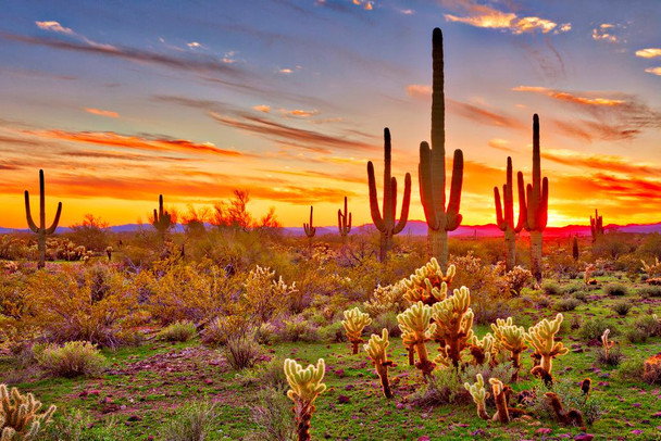 Colorful Desert Sunset with Saguaro Cactus Sonoran Arizona Southwest Photograph Southwestern Photo Cool Wall Decor Art Print Poster 24x16
