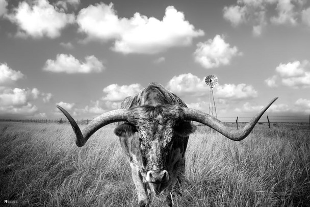 Texas Longhorn Bull Standing in Pasture Close Up Black and White Photo Photograph Cool Wall Decor Art Print Poster 24x16