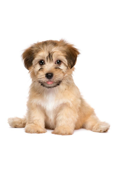Havanese Puppy Dog Cute Sitting Puppy Posters For Wall Funny Dog Wall Art Dog Wall Decor Puppy Posters For Kids Bedroom Animal Wall Poster Cute Animal Posters Cool Wall Art Print Poster 16x24