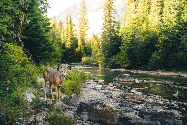 Forest Lone Deer In Montana Forest Along Flowing Stream Nature Photograph Cool Wall Decor Art Print Poster 24x16