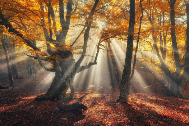 Autumn Forest in Fog with Sun Rays Photo Photograph Cool Wall Decor Art Print Poster 24x16