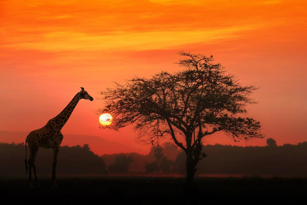 African Giraffe at Sunset Serengeti National Park Tanzania Africa Wild Animal Tree Photo Photograph Nature Landscape Cool Wall Decor Art Print Poster 24x16