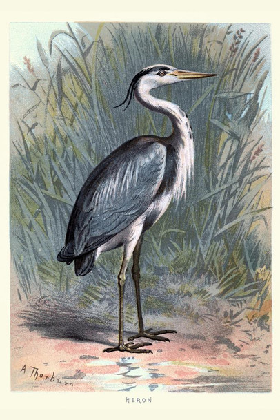 Grey Heron Marsh Vintage Illustration Bird Pictures Wall Decor Beautiful Art Wall Decor Feather Prints Wall Art Nature Wildlife Animal Bird of Prey Bird Prints Cool Wall Decor Art Print Poster 16x24