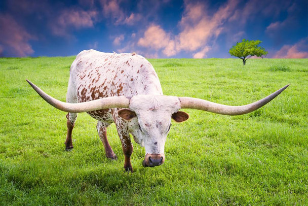 Texas Longhorn Cow Grazing at Dawn Photograph Bull Pictures Wall Decor Longhorn Picture Longhorn Wall Decor Bull Picture of a Cow Print Decor Bull Horns for Wall Cool Wall Decor Art Print Poster 24x16