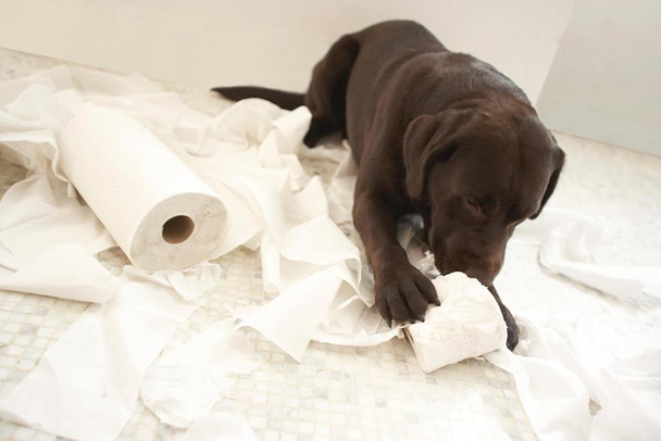 Dog Chocolate Lab Lying on Bathroom Floor Playing Toilet Paper Bathroom Decor Photo Photograph Cute Puppy Pet Animal Cool Wall Decor Art Print Poster 24x16