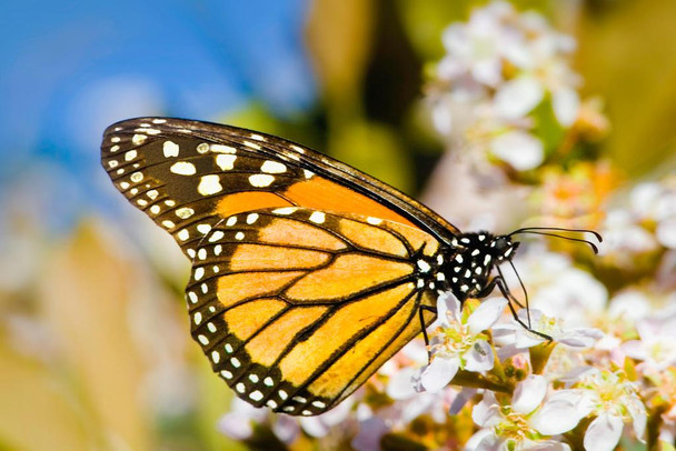 Monarch Butterfly Taking Nectar From a Flower Photo Photograph Cool Wall Decor Art Print Poster 24x16