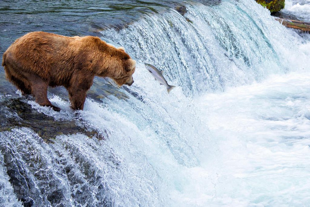 Bear Fishing for Salmon Katmai National Park Alaska Photo Photograph Cool Wall Decor Art Print Poster 24x16