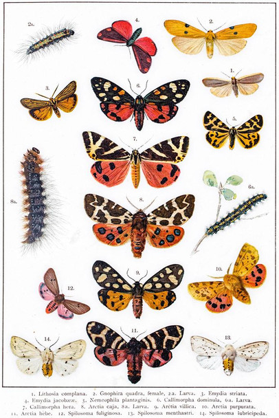 Tiger Moth Other Butterflies 19th Century Vintage Illustration Insect Wall Art of Moths and Butterflies Butterfly Illustrations Insect Poster Moth Print Cool Wall Decor Art Print Poster 16x24