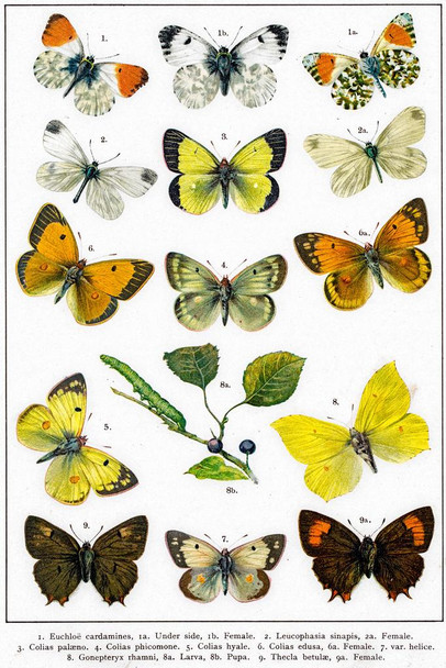 Brimstone Butterflies Larva 19th Century Illustration Butterfly Poster Vintage Poster Prints Butterflies in Flight Wall Decor Butterfly Illustrations Insect Art Cool Wall Decor Art Print Poster 16x24