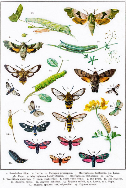 Hawkmoths Sphingidae and Other Moths of Europe Insect Wall Art of Moths and Butterflies butterfly Illustrations Insect Poster Moth Print Cool Wall Decor Art Print Poster 16x24