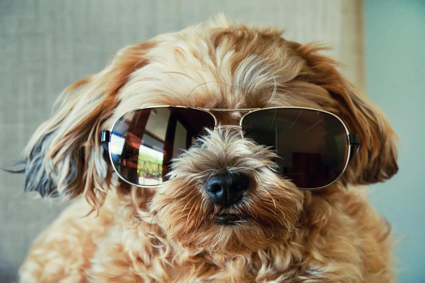 Fluffy Cute Dog Wearing Sunglasses Puppy Posters For Wall Funny Dog Wall Art Dog Wall Decor Puppy Posters For Kids Bedroom Animal Wall Poster Cute Animal Posters Cool Wall Decor Art Print Poster 24x16