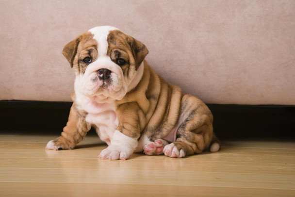 English Bulldog Puppy Photo Puppy Posters For Wall Funny Dog Wall Art Dog Wall Decor Puppy Posters For Kids Bedroom Animal Wall Poster Cute Animal Posters Cool Wall Decor Art Print Poster 24x16