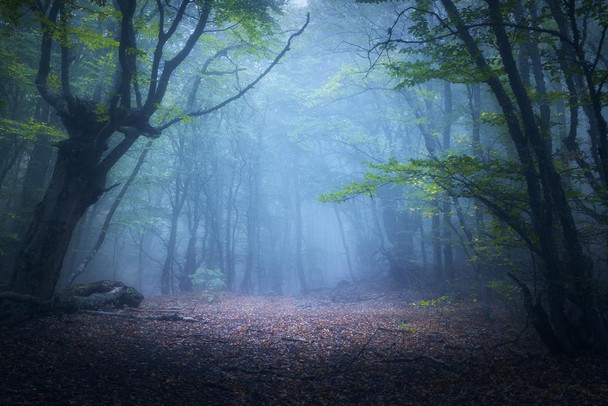 Mystical Morning Foggy Forest Fall Tree Autumn Leaves Photo National Mountain Nature Landscape Park Scenic Scenery Parks Picture America Trees Trail Cool Wall Decor Art Print Poster 24x16