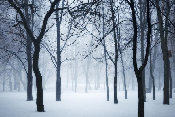 Winter Forest in Fog Photo Photograph Cool Wall Decor Art Print Poster 24x16