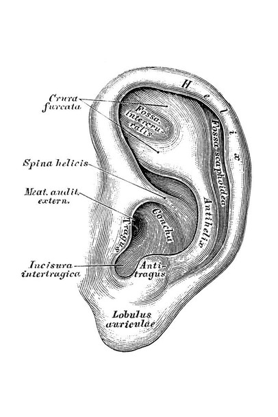 Human Anatomy Scientific Illustrations Ear Auditory System Cool Wall Decor Art Print Poster 16x24