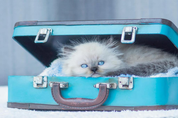 Baby Himalayan Cat Standing In Vintage Suitcase Photo Photograph Cool Wall Decor Art Print Poster 24x16