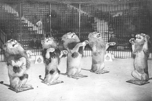 Hegenbecks Cats Trained Lions Performing Archival Photo Photograph Cool Wall Decor Art Print Poster 24x16