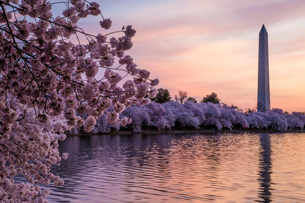 Blossoms Along the Basin Washington Monument Photo Photograph Cool Wall Decor Art Print Poster 24x16