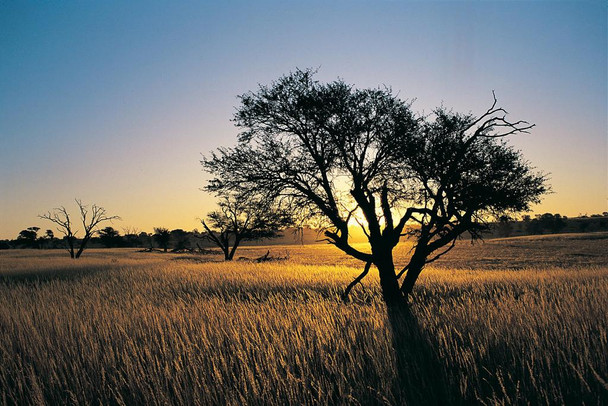 Camelthorn Tree in Kalahari Landscape at Sunset Photo Photograph Cool Wall Decor Art Print Poster 24x16