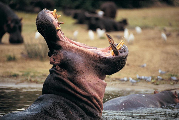 Hippopotamus with Mouth Open Queen Elizabeth Park Photo Photograph Cool Wall Decor Art Print Poster 24x16