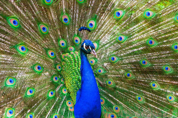 Peacock Feathers Spread Plumage Colorful Peacock Photo Peacock Decor Wall Art Peacock Wall Art Bird Prints Bird Pictures Wall Decor Feather Prints Animal Cool Wall Decor Art Print Poster 16x24