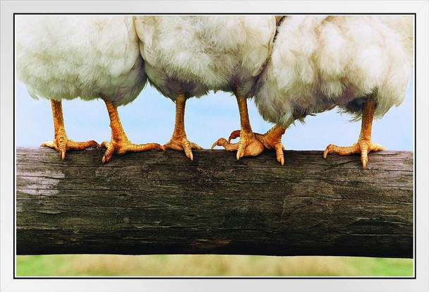 Chicken on a Fence Photo Photograph Humor Chicken Art Chicken Decor Hen Art Farm Kitchen Wall Art Chicken Cool Funny Chicken Poster Chicken Decor Funny White Wood Framed Poster 20x14