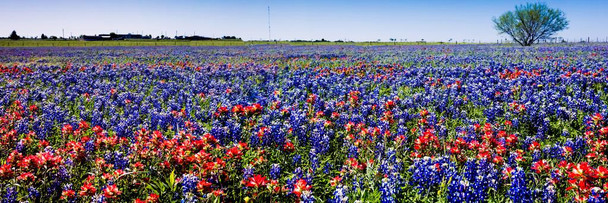 Famous Texas Bluebonnet and Paintbrush Wildflowers Panoramic 6 Foot Photo Photograph Cool Wall Decor Art Print Banner Sign Poster 72x24