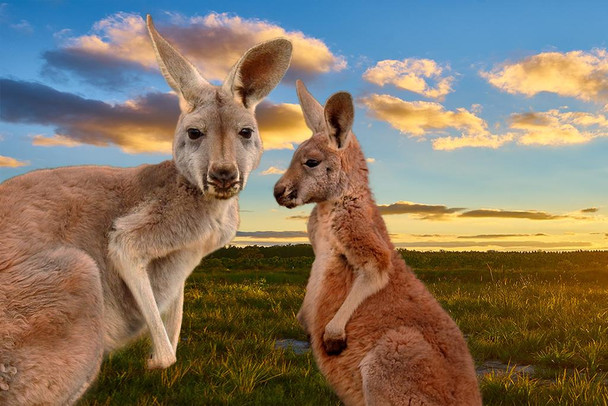 Kangaroo Mother Daughter Faces Beautiful Sunset Australia Outback Animals Photo Cool Wall Decor Art Print Poster 24x36