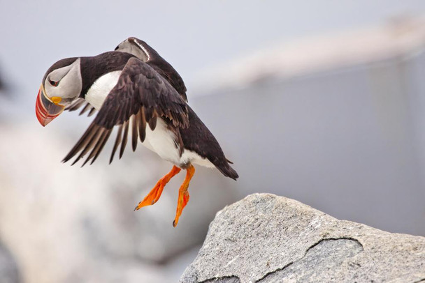 Atlantic Puffin Leaping Photo Photograph Iceland Bird Pictures Wall Decor Beautiful Art Wall Decor Feather Prints Wall Art Nature Wildlife Animal Bird Prints Cool Wall Decor Art Print Poster 36x24