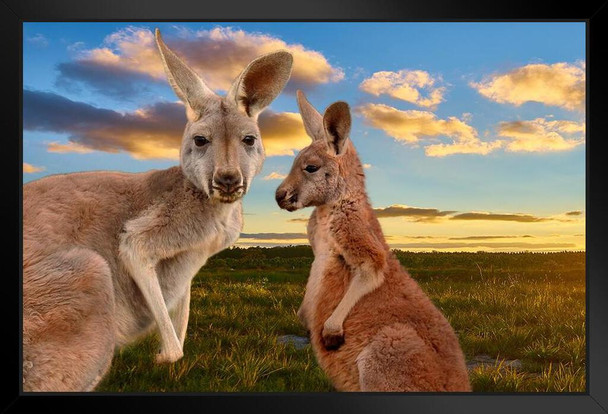 Kangaroo Mother Daughter Faces Beautiful Sunset Australia Outback Animals Photo Black Wood Framed Poster 14x20