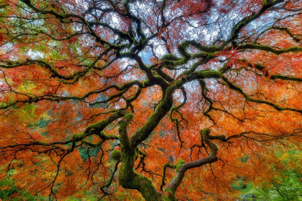 Laminated Branching Out in Autumn Portland Japanese Garden Photo Photograph Poster Dry Erase Sign 24x16