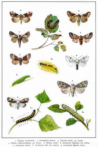 Laminated Dagger Moths of Europe 19th Century Illustration Insect Wall Art of Moths and Butterflies butterfly Illustrations Insect Poster Moth Print Poster Dry Erase Sign 16x24