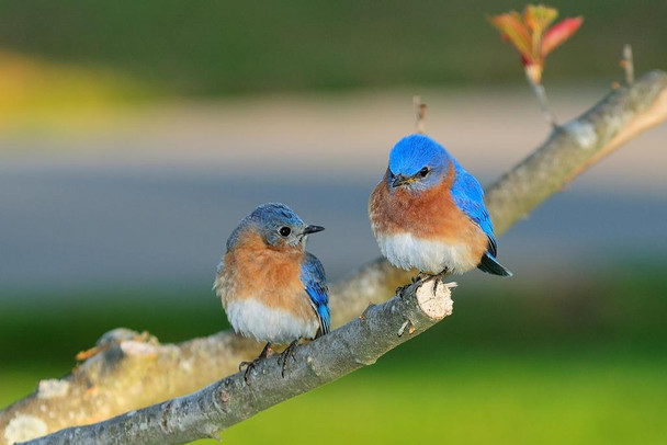 Eastern Bluebird Pair Perched on Branch Photo Bluebird Pictures Bluebird Decor Blue Bird Prints Bird Pictures Feather Prints Wall Art Nature Bird Print Cool Wall Decor Art Print Poster 36x24