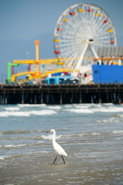 Laminated Egret Steping into the Sea Santa Monica Beach Pier Los Angeles Photo Photograph Poster Dry Erase Sign 16x24