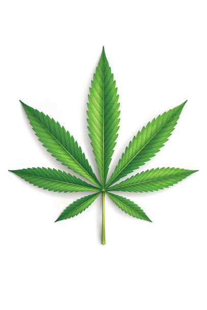 Laminated Cannabis Leaf Marijuana 420 Poster Dry Erase Sign 16x24
