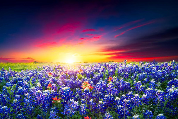 Spring Sunrise Bluebonnets Texas Hill Country Photo Photograph Cool Wall Decor Art Print Poster 24x16