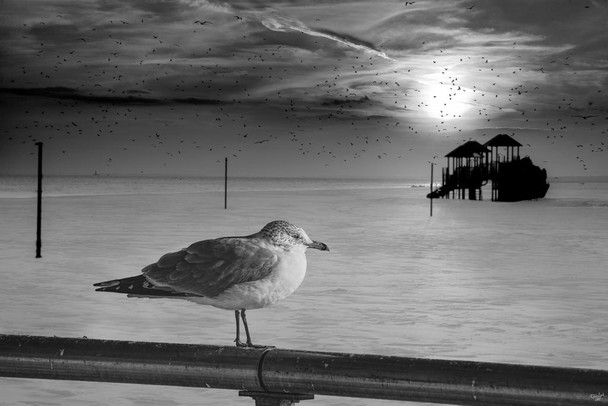 Seagull Coney Island Winter by Chris Lord Photograph Bird Pictures Wall Decor Beautiful Art Wall Decor Feather Prints Wall Art Nature Wildlife Animal Bird Prints Cool Wall Decor Art Print Poster 16x24