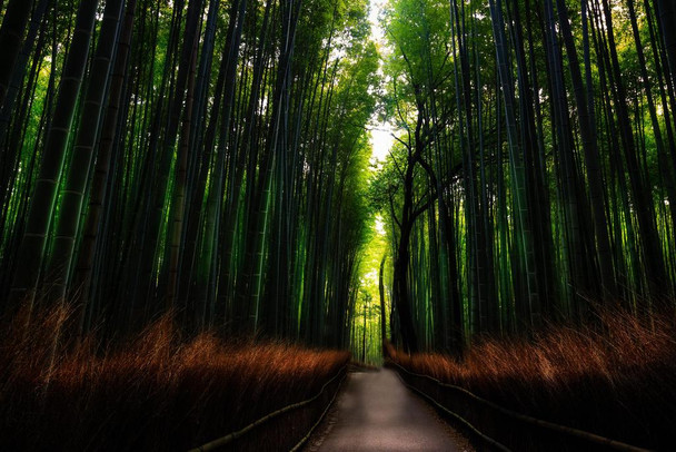 Laminated Footpath Through Bamboo Forest in Arashiyama Japan Photo Photograph Poster Dry Erase Sign 24x16